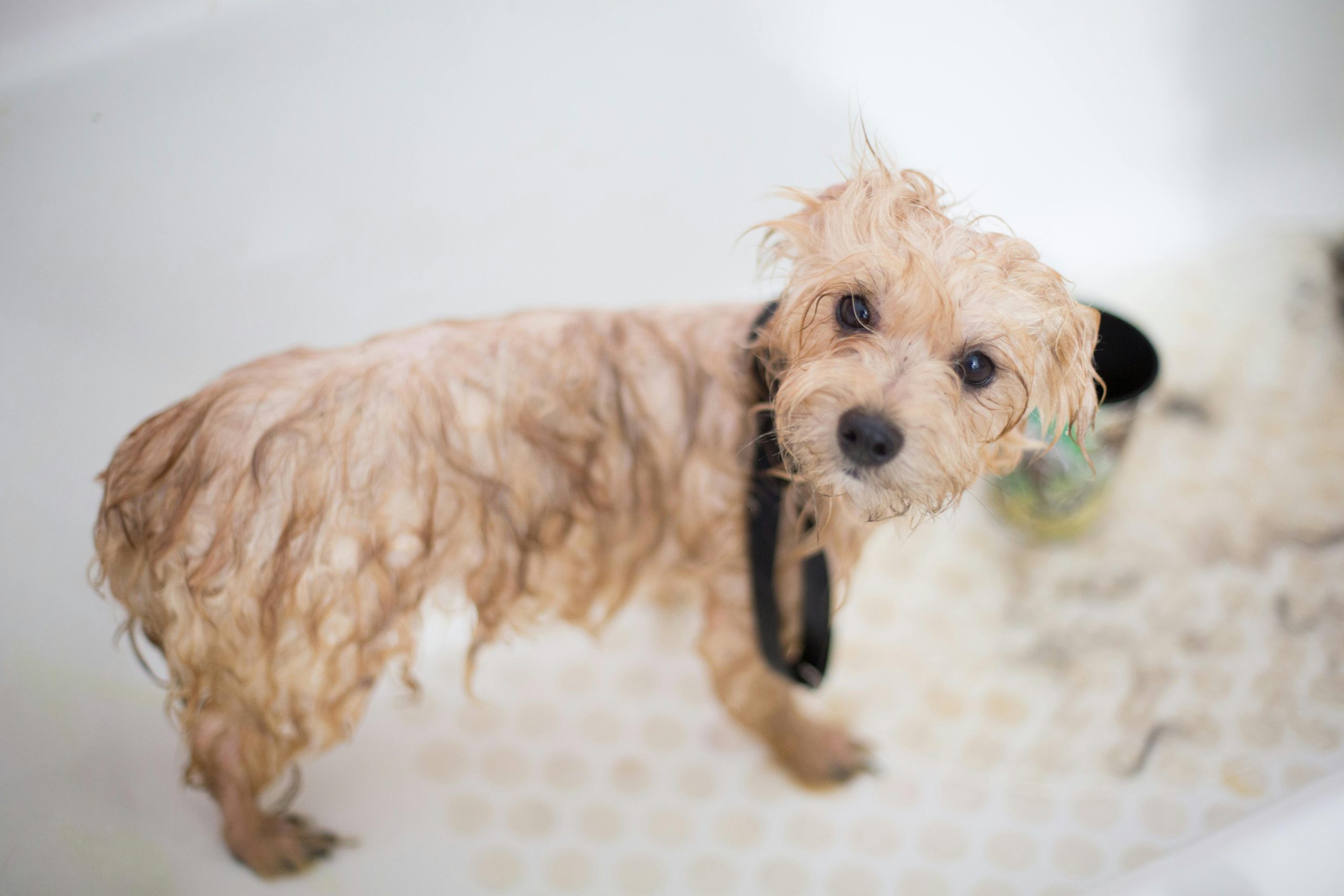 antifungal shampoo for dogs