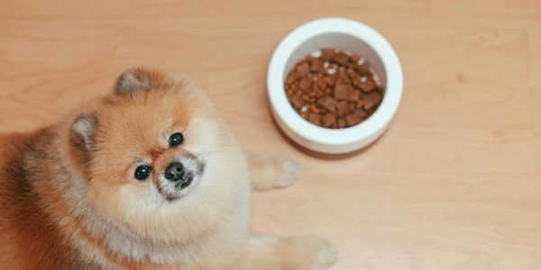 healthful dog treats