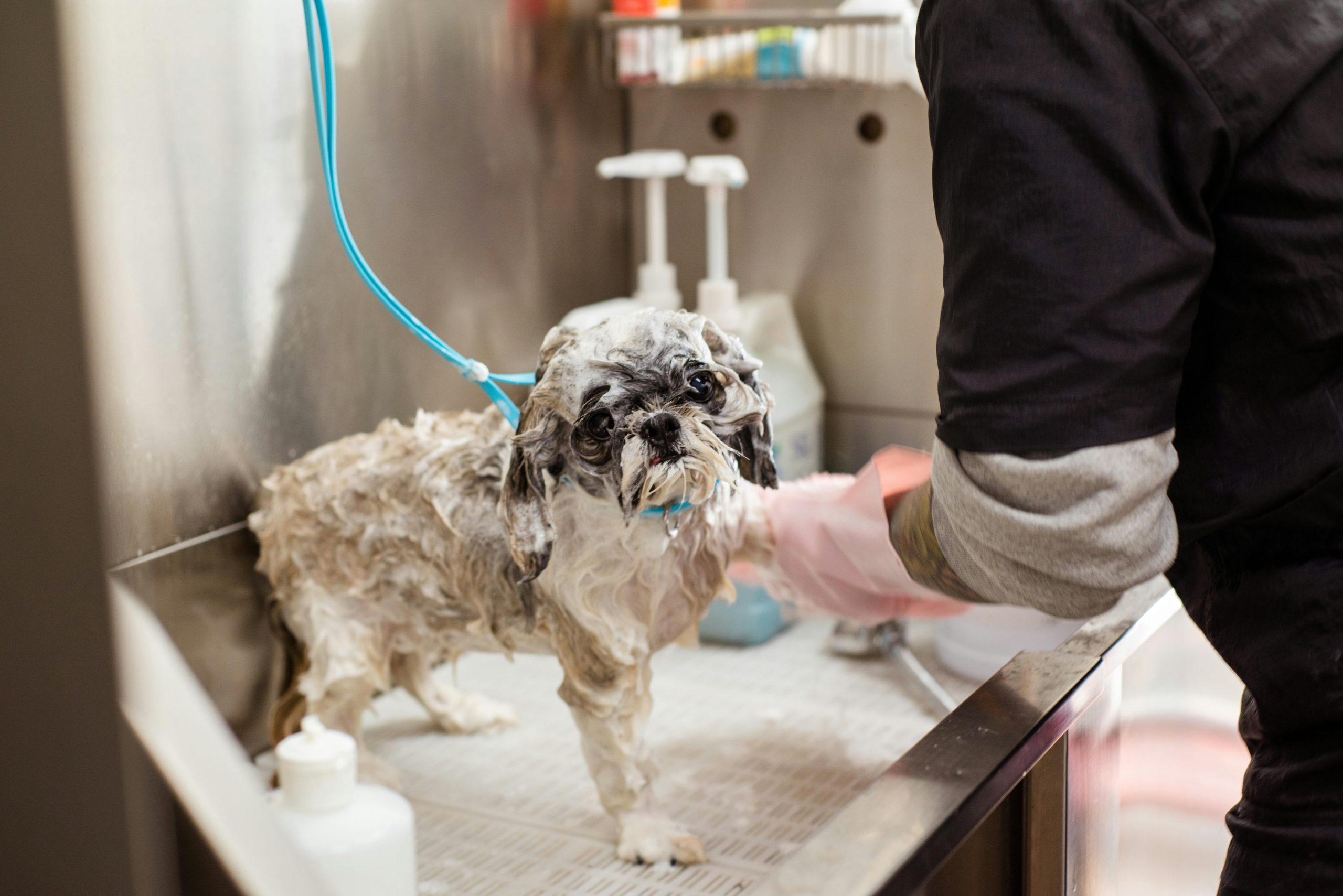 dry shampoo for dogs
