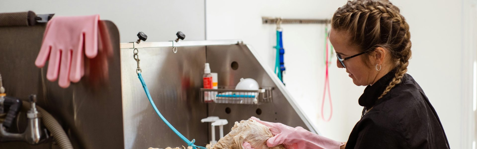 antifungal shampoo for dogs