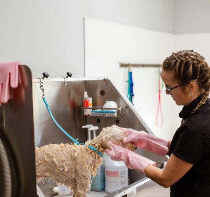 antifungal shampoo for dogs