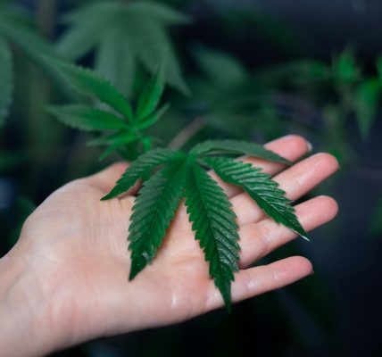 sugar hemp farms