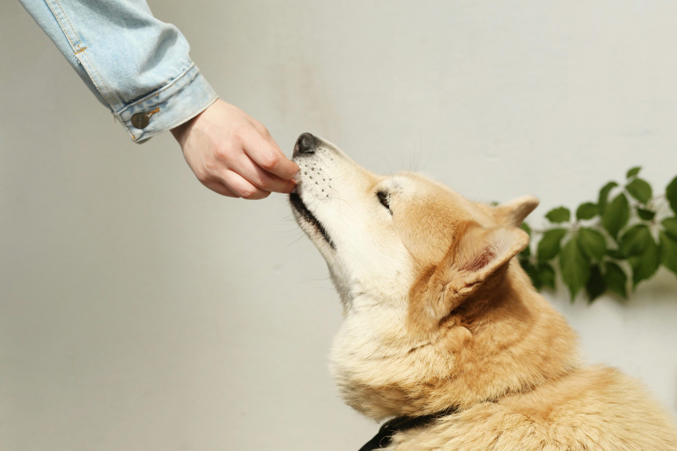 healthful dog treats
