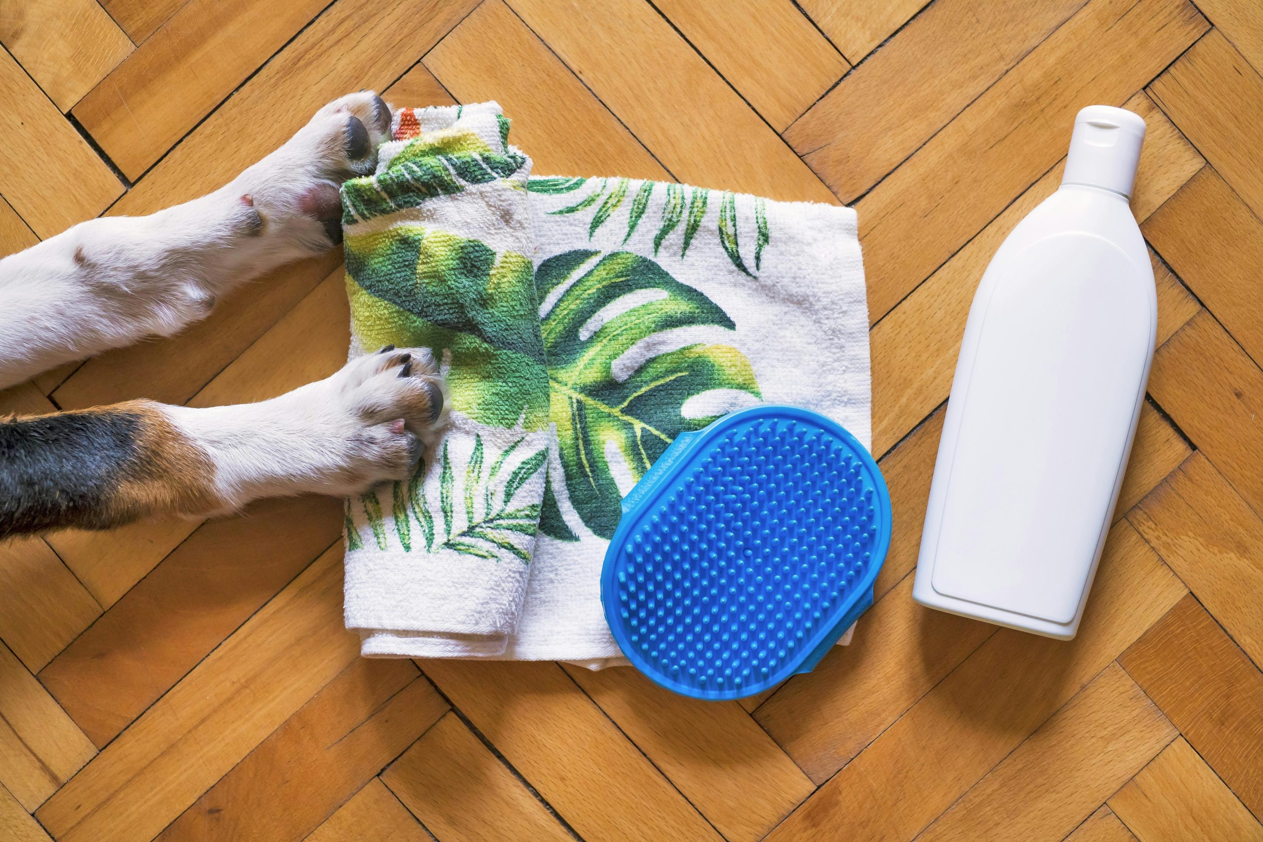 antifungal shampoo for dogs