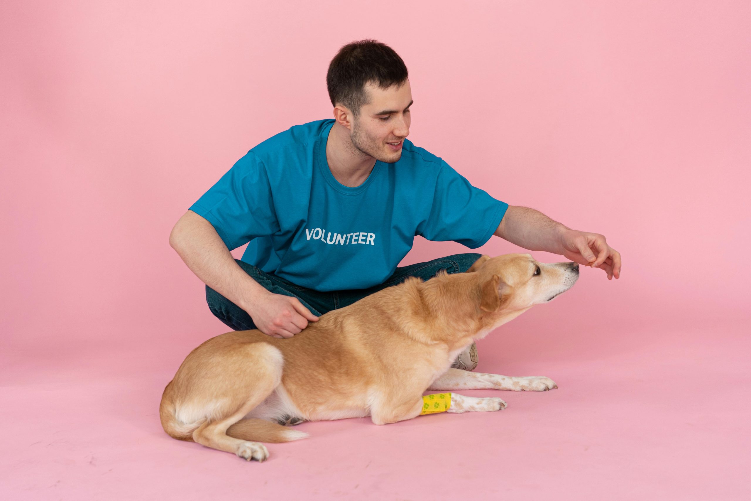 healthful dog treats