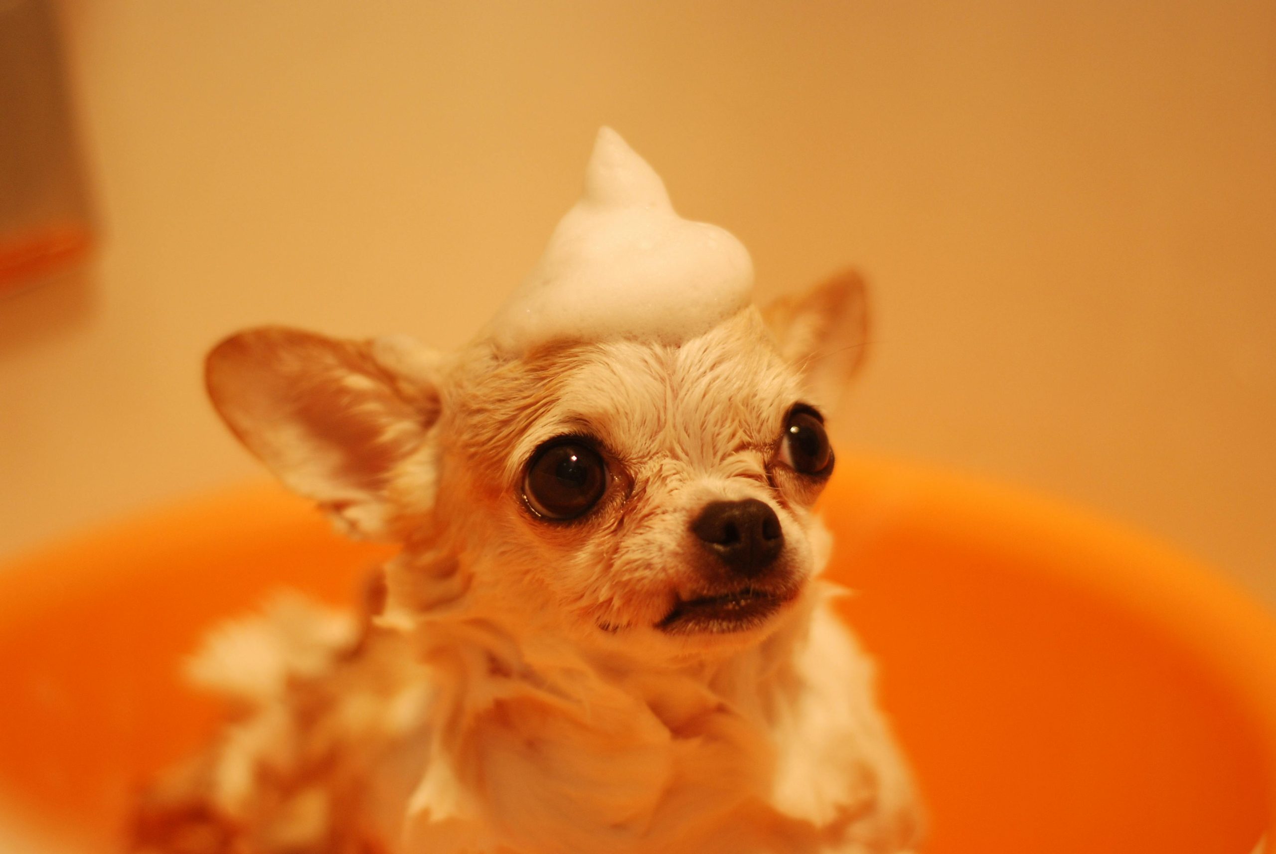 antifungal shampoo for dogs