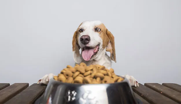 best dog food for gut health