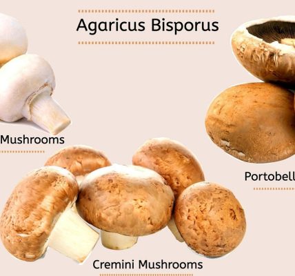 portobello mushroom health risks