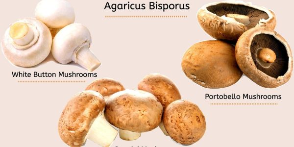 portobello mushroom health risks