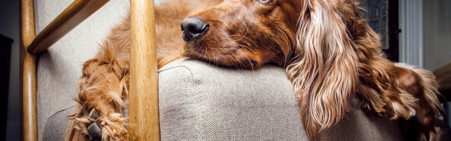 irish setter health issues
