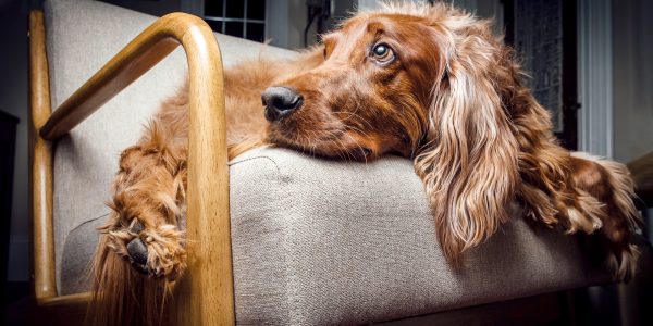 irish setter health issues