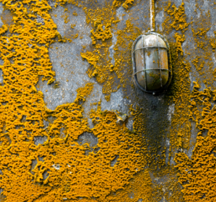 orange mold health risks