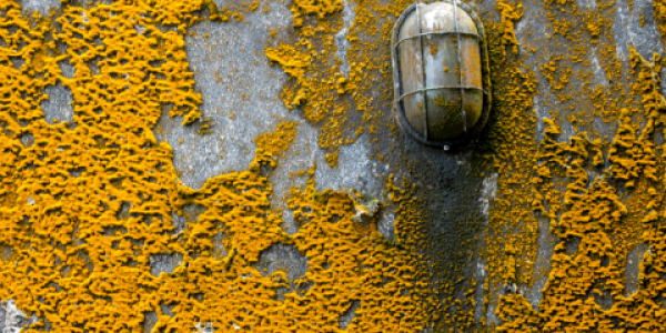 orange mold health risks