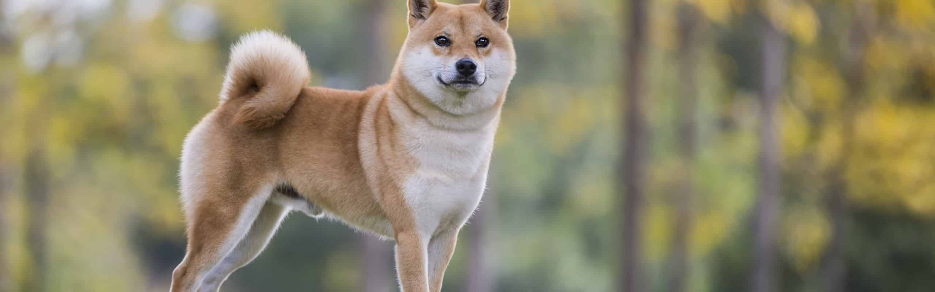 health issues with shiba inu