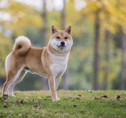 health issues with shiba inu