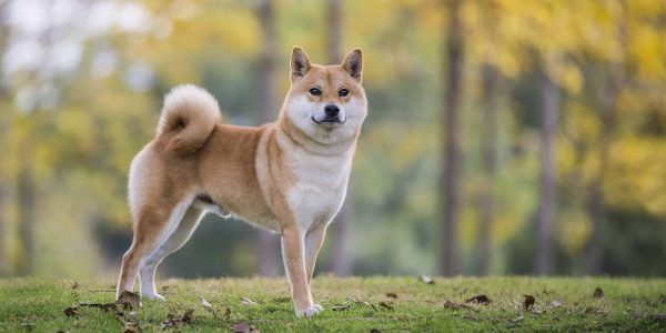 health issues with shiba inu