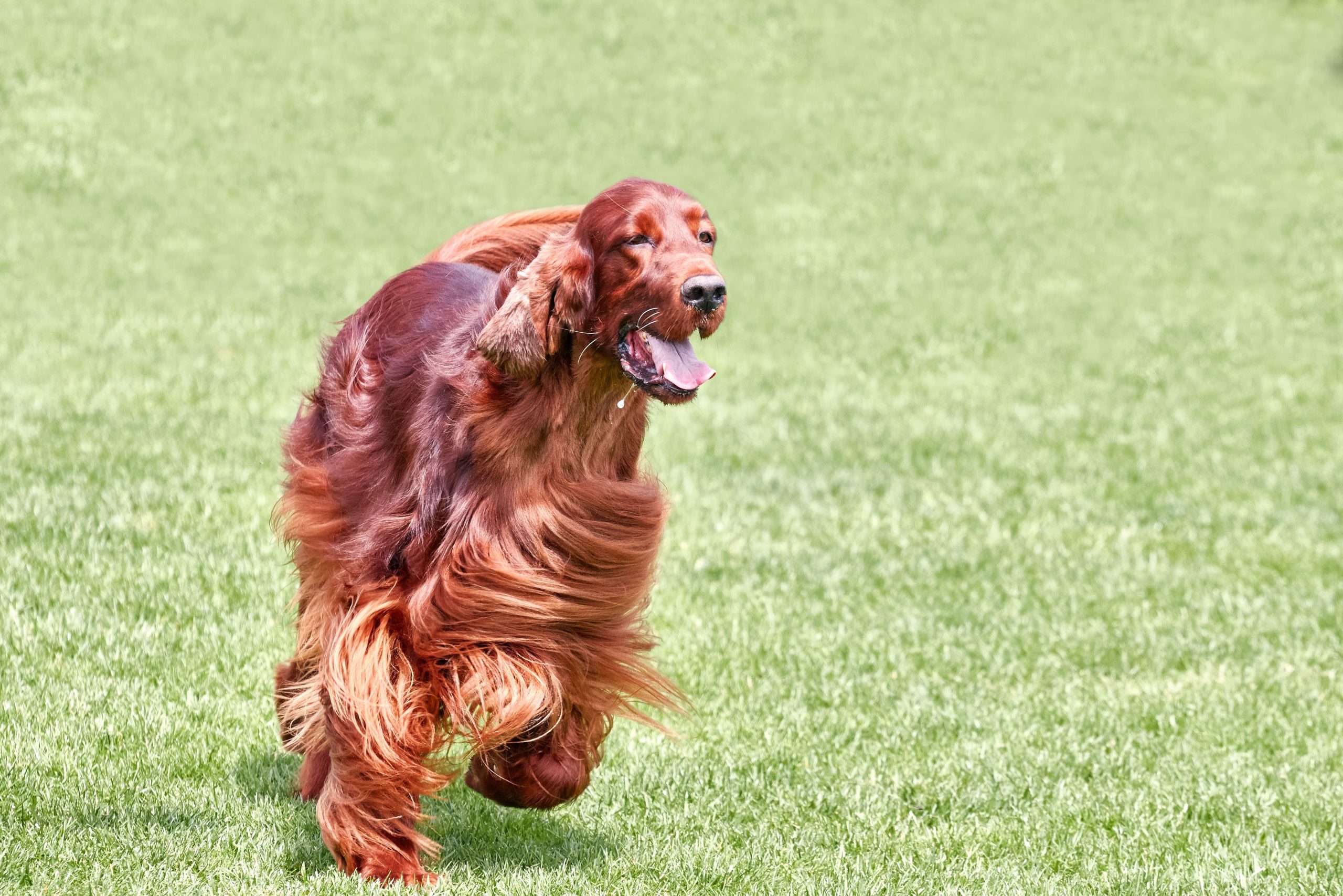 irish setter health issues