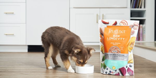 best dog food for gut health