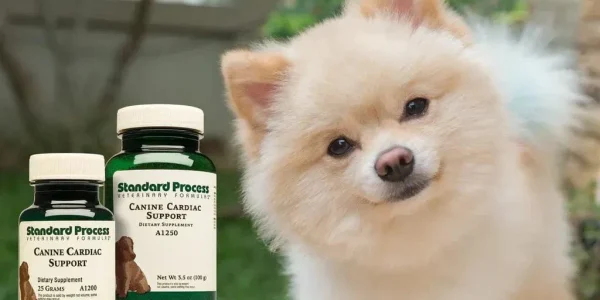dog heart health supplements