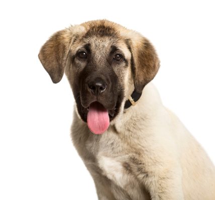 anatolian shepherd health issues