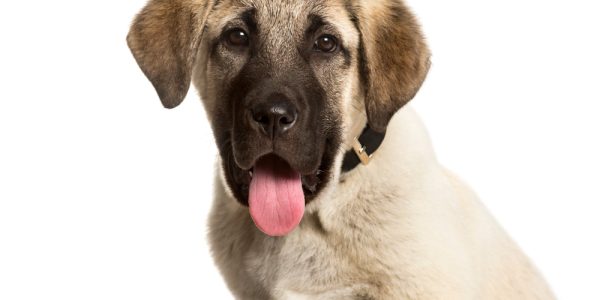 anatolian shepherd health issues