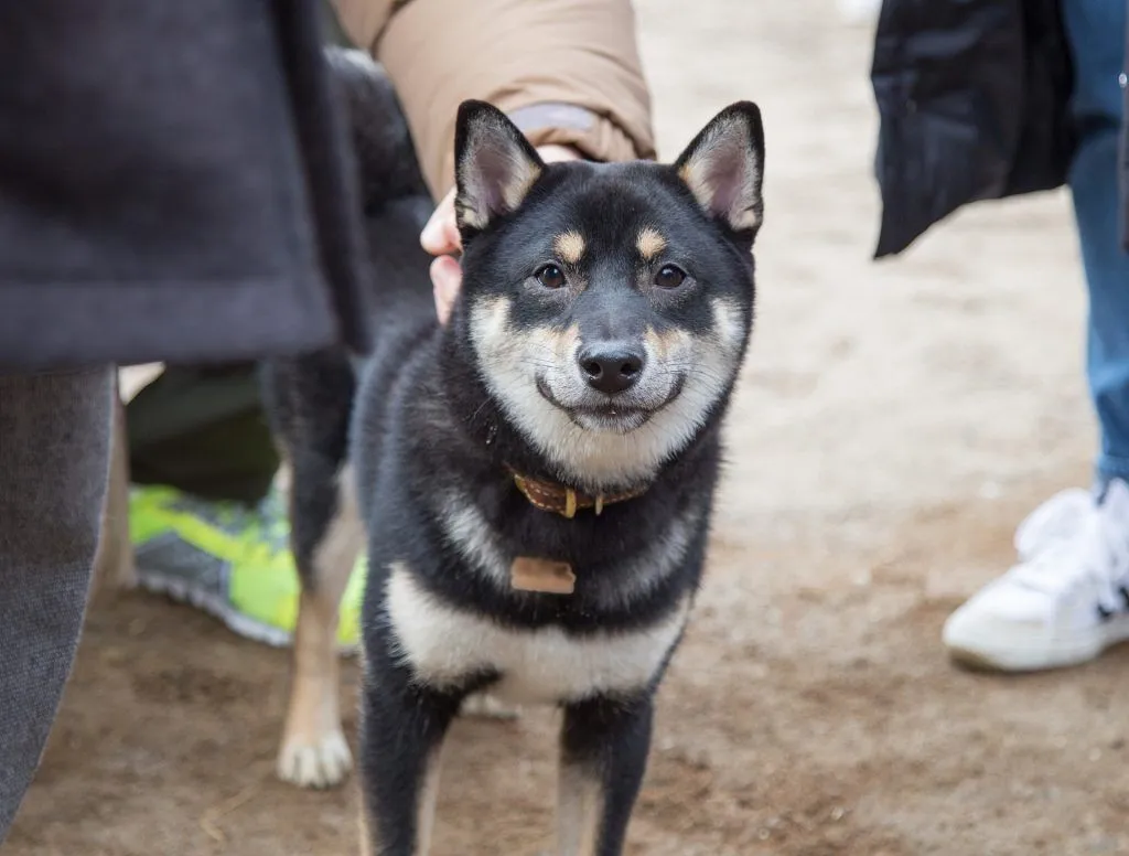 health issues with shiba inu