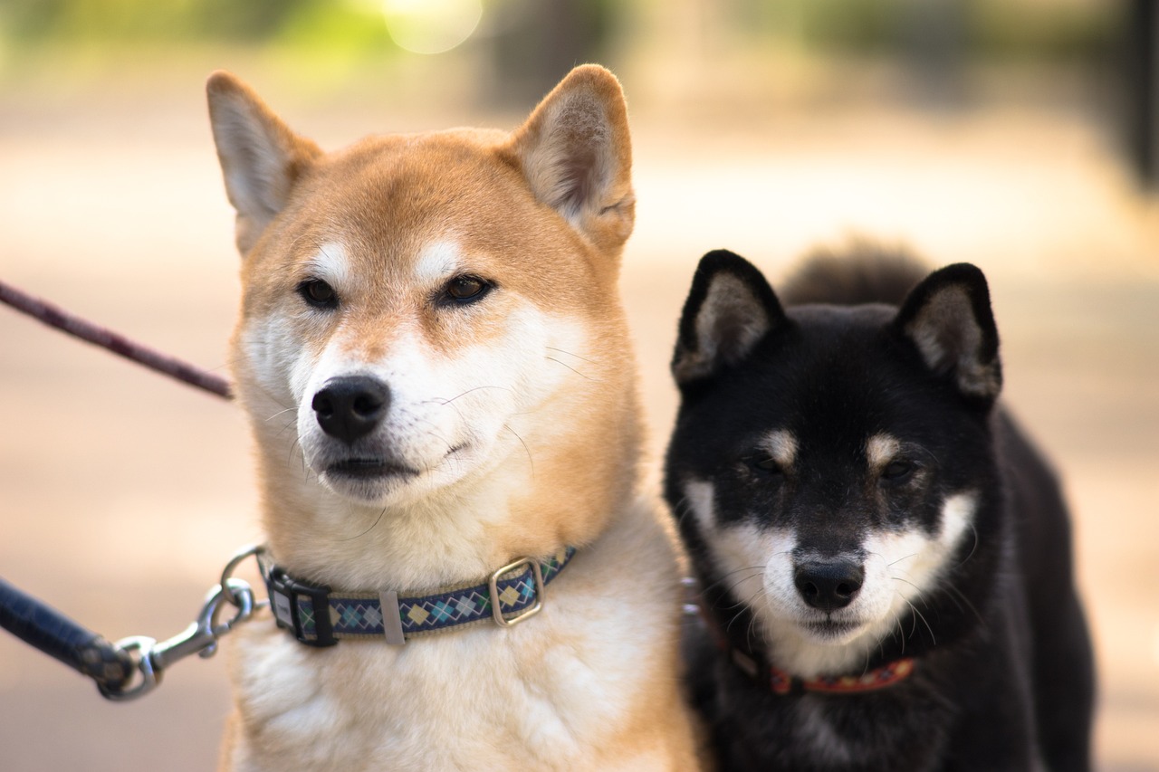 health issues with shiba inu