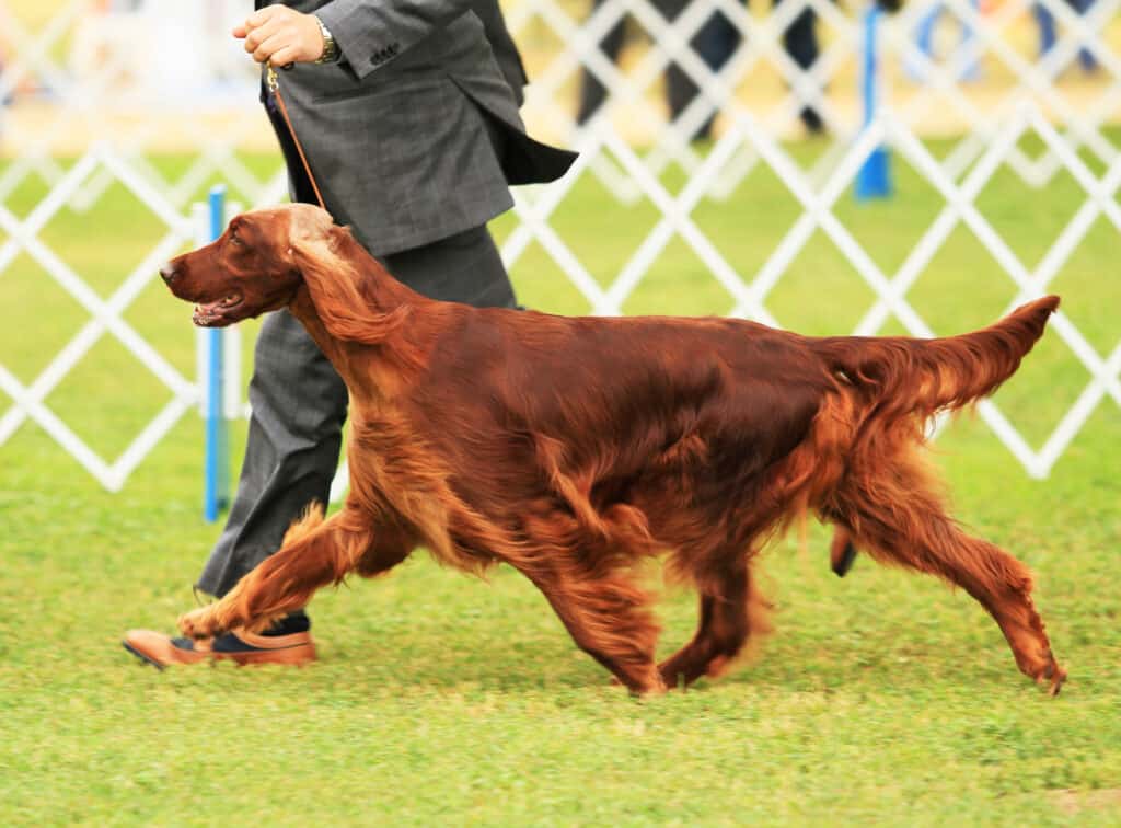 irish setter health issues