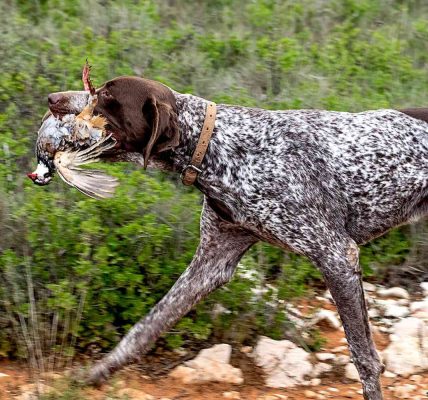 german shorthaired pointer health issues